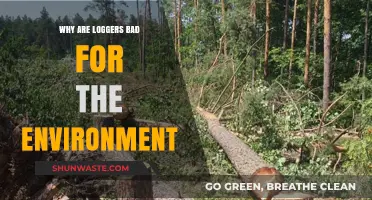 Logging's Devastating Impact: How Loggers Harm Our Environment and Ecosystems