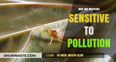 Why Mayflies Signal Environmental Health: Pollution Sensitivity Explained