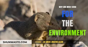 Mice: Unsung Eco-Heroes and Their Vital Environmental Contributions