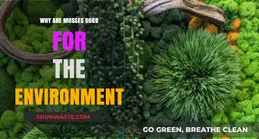 Mosses: Nature's Tiny Heroes for a Healthier Environment