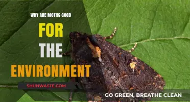 Moths: Unsung Heroes of Pollination and Ecosystem Balance