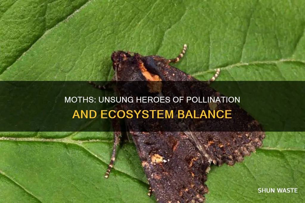why are moths good for the environment