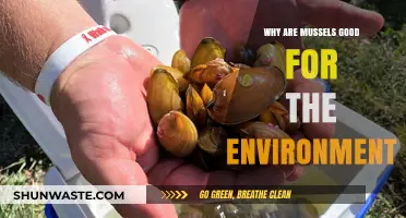 Mussels: Eco-Friendly Heroes Cleaning Waterways and Boosting Ecosystems