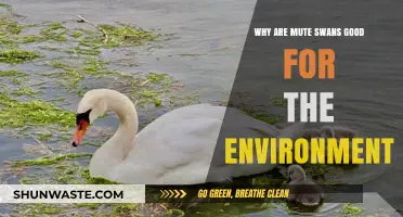 Mute Swans: Unsung Eco-Heroes and Their Environmental Benefits