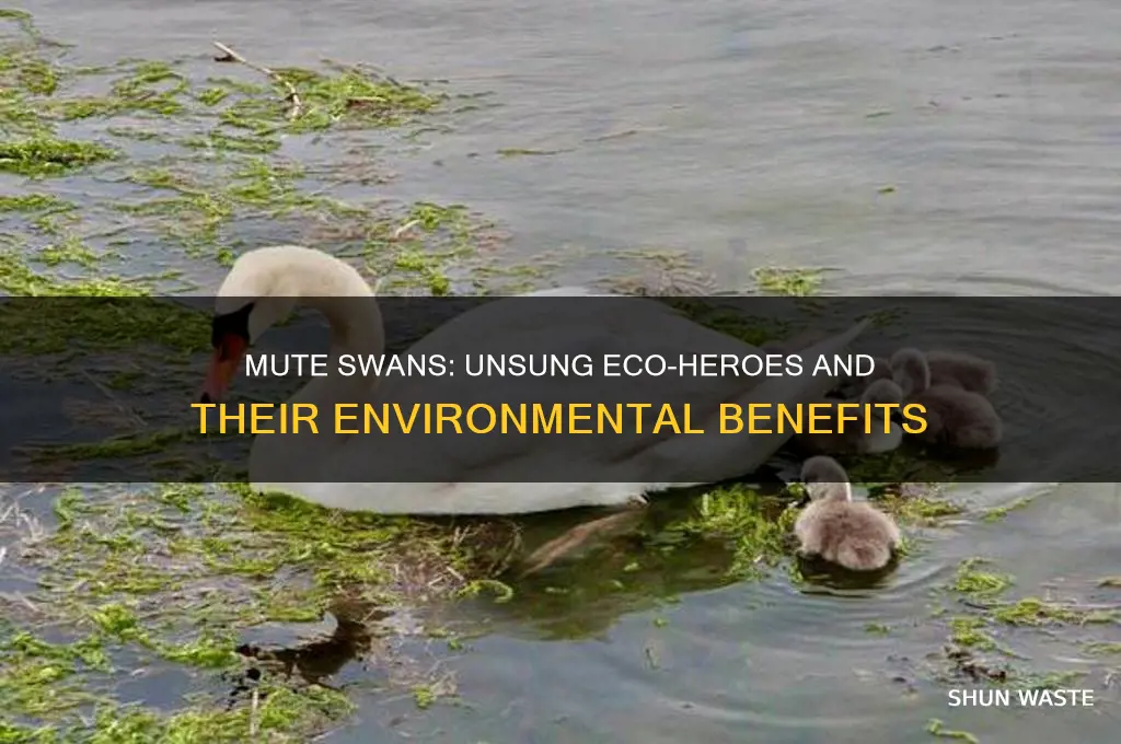 why are mute swans good for the environment
