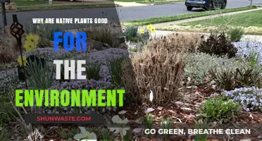 Native Plants: Boosting Biodiversity and Environmental Health Naturally