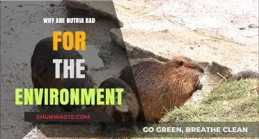 Nutria's Environmental Impact: How These Rodents Harm Ecosystems