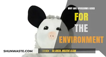 Opossums: Unsung Eco-Heroes and Their Vital Environmental Benefits