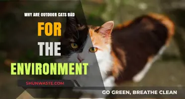 Outdoor Cats' Environmental Impact: Threats to Wildlife and Ecosystems