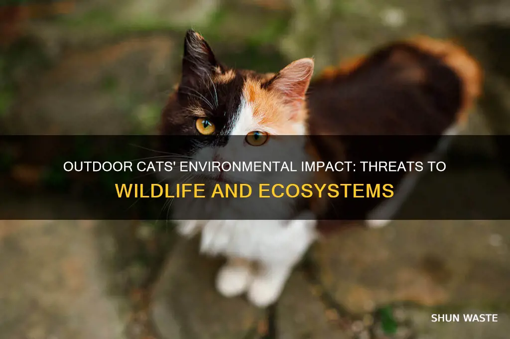 why are outdoor cats bad for the environment