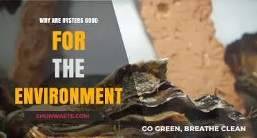 Oysters: Eco-Friendly Superheroes Cleaning Our Oceans Naturally