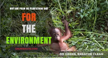 Palm Oil Plantations: Environmental Destruction, Deforestation, and Biodiversity Loss Explained