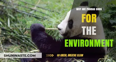 Pandas' Role in Biodiversity: How They Benefit Our Environment