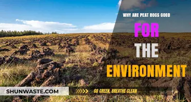 Peat Bogs: Nature's Carbon Sinks and Biodiversity Havens Explained