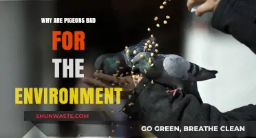Pigeon Overpopulation: Environmental Impacts and Urban Ecosystem Disruption Explained