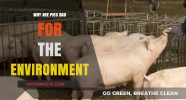Pigs' Environmental Impact: Uncovering the Hidden Costs of Pork Production