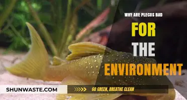 Plecos' Environmental Impact: How These Fish Harm Ecosystems
