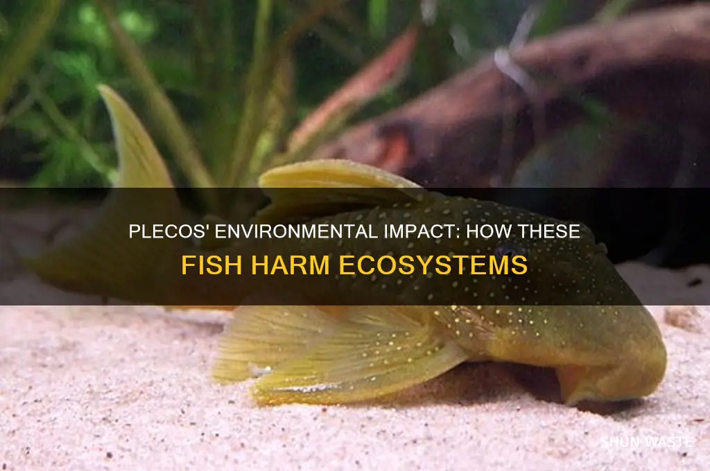 why are plecos bad for the environment