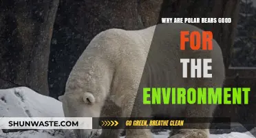 Polar Bears: Vital Guardians of Arctic Ecosystems and Climate Balance