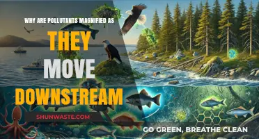 Downstream Pollution Magnification: Understanding the Biomagnification Process