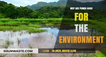 Ponds: Vital Ecosystems Boosting Biodiversity and Environmental Health Naturally