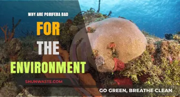 Porifera's Environmental Impact: Uncovering Their Harmful Effects on Ecosystems