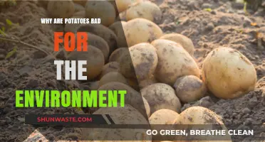 Potatoes' Hidden Environmental Impact: Uncovering Their Unsustainable Farming Practices