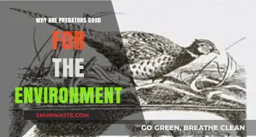 Predators: Essential Guardians of Ecosystem Balance and Biodiversity