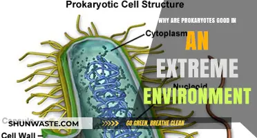 Prokaryotes' Survival Secrets: Thriving in Earth's Harshest Environments