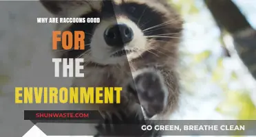 Raccoons: Unsung Eco-Heroes and Their Vital Environmental Contributions