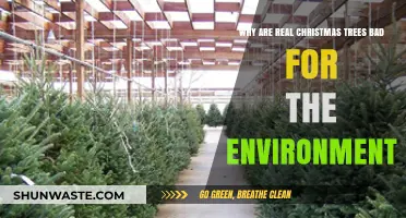 Real Christmas Trees: Unwrapping Their Hidden Environmental Impact
