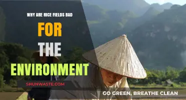 Rice Fields' Environmental Impact: Uncovering the Hidden Ecological Costs