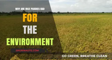 Rice Paddies' Environmental Impact: Methane Emissions and Ecosystem Disruption Explained