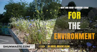 Green Roofs: Eco-Friendly Benefits for Urban Sustainability and Biodiversity