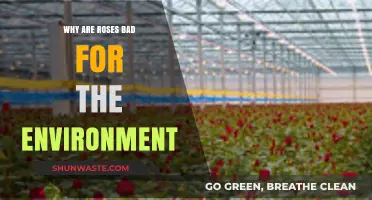 Roses' Hidden Environmental Impact: Uncovering the Dark Side of Beauty