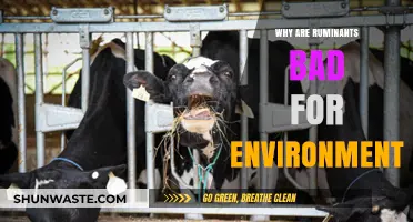 Ruminants' Environmental Impact: Methane Emissions and Ecological Consequences Explained