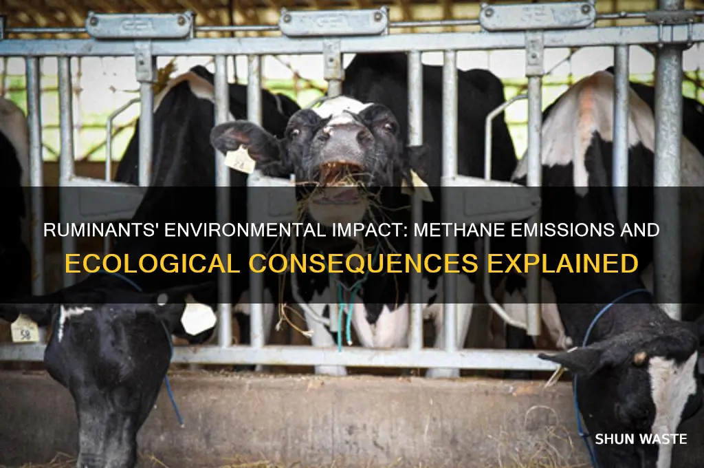 why are ruminants bad for environment