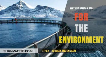 Salmon Farming's Hidden Costs: Environmental Impacts and Sustainability Concerns