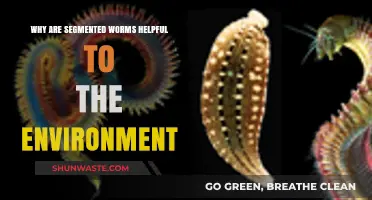 Segmented Worms: Unsung Heroes in Soil Health and Ecosystems