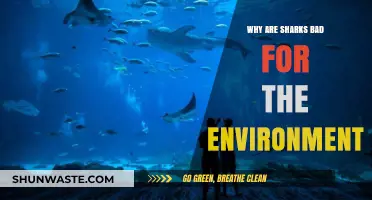 Sharks' Environmental Impact: Debunking Myths and Understanding Their Role