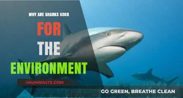 Sharks: Vital Predators Preserving Ocean Health and Ecosystem Balance