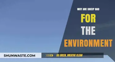 Sheep's Environmental Impact: Uncovering the Hidden Costs of Grazing