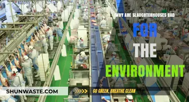 Slaughterhouses' Environmental Impact: Pollution, Emissions, and Ecological Destruction Explained