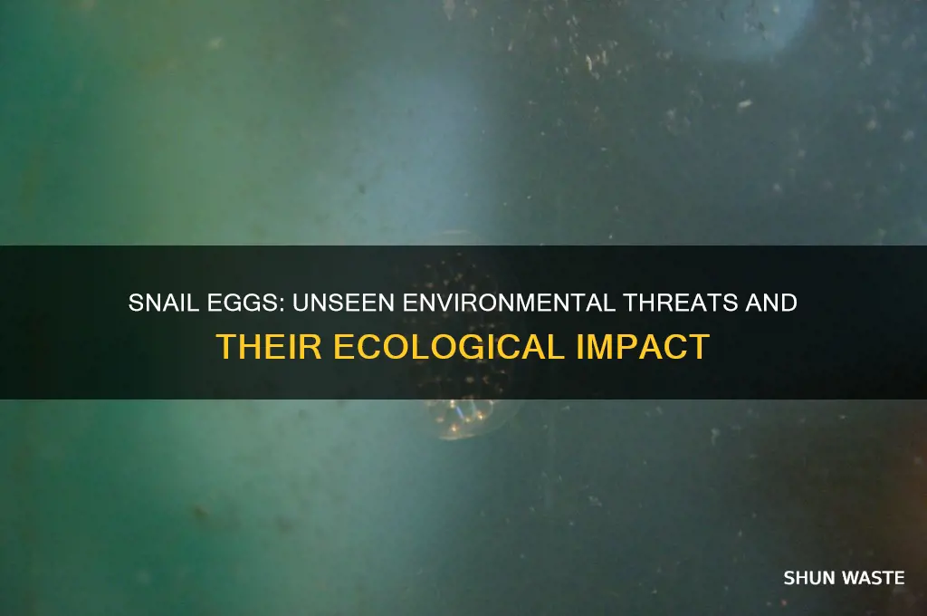 why are snail eggs bad for the environment