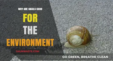 Snails: Unsung Eco-Heroes and Their Vital Environmental Benefits