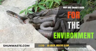 Snakes: Essential Eco-Warriors Balancing Nature's Delicate Ecosystems