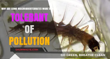 Pollution Tolerance in Macroinvertebrates: Unraveling the Survival Secrets