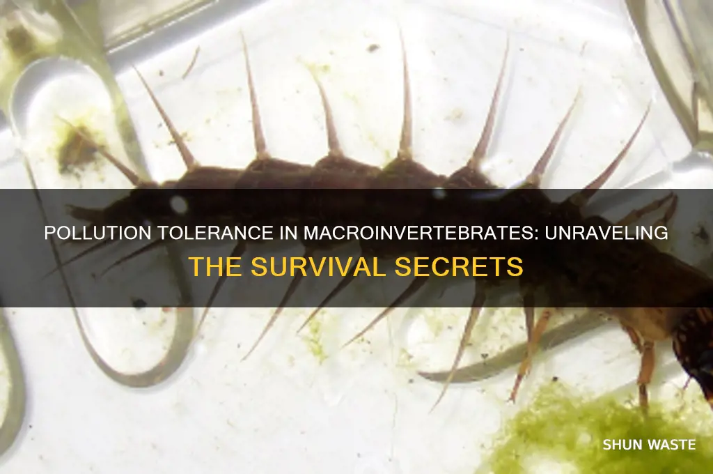 why are some macroinvertebrates more or less tolerant of pollution