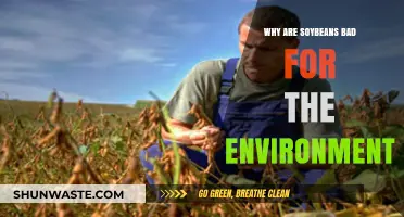 Soybean Farming's Hidden Costs: Environmental Impacts and Sustainability Concerns