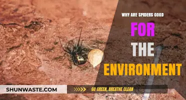 Spiders: Nature's Eco-Friendly Pest Control and Ecosystem Guardians